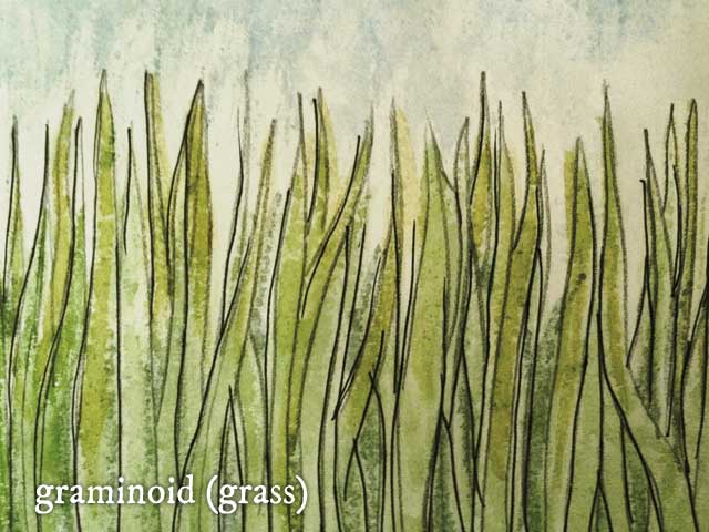 Bog Rosette Grass 